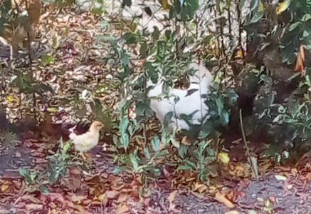 [Amid the short greenery and leaves on the ground on the left side of the photos is a light-yellow chick with a yellow-brown head facing to the right. To the right of the chick behind green vines handing down from a fence is a white chicken who was leading the chick to a safe area away from people photographing them.]